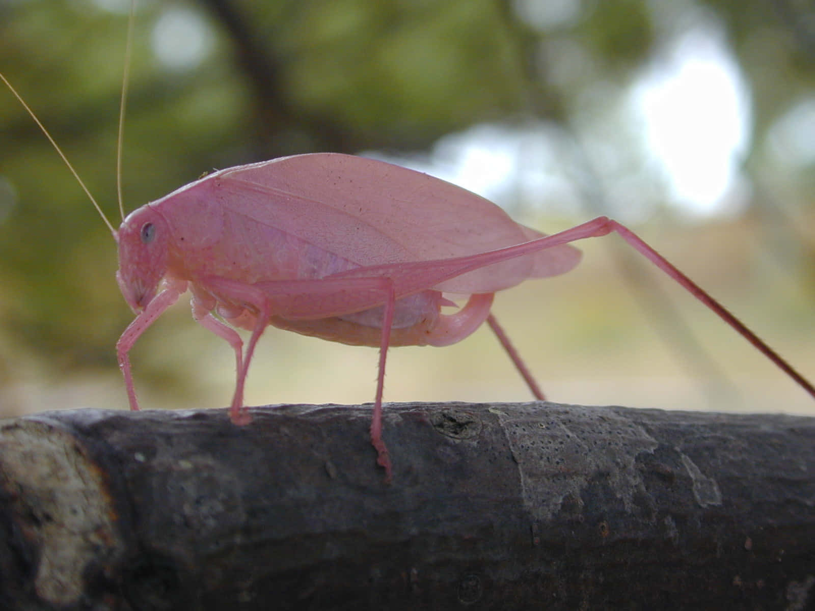 Pink Katydidon Branch.jpg Wallpaper