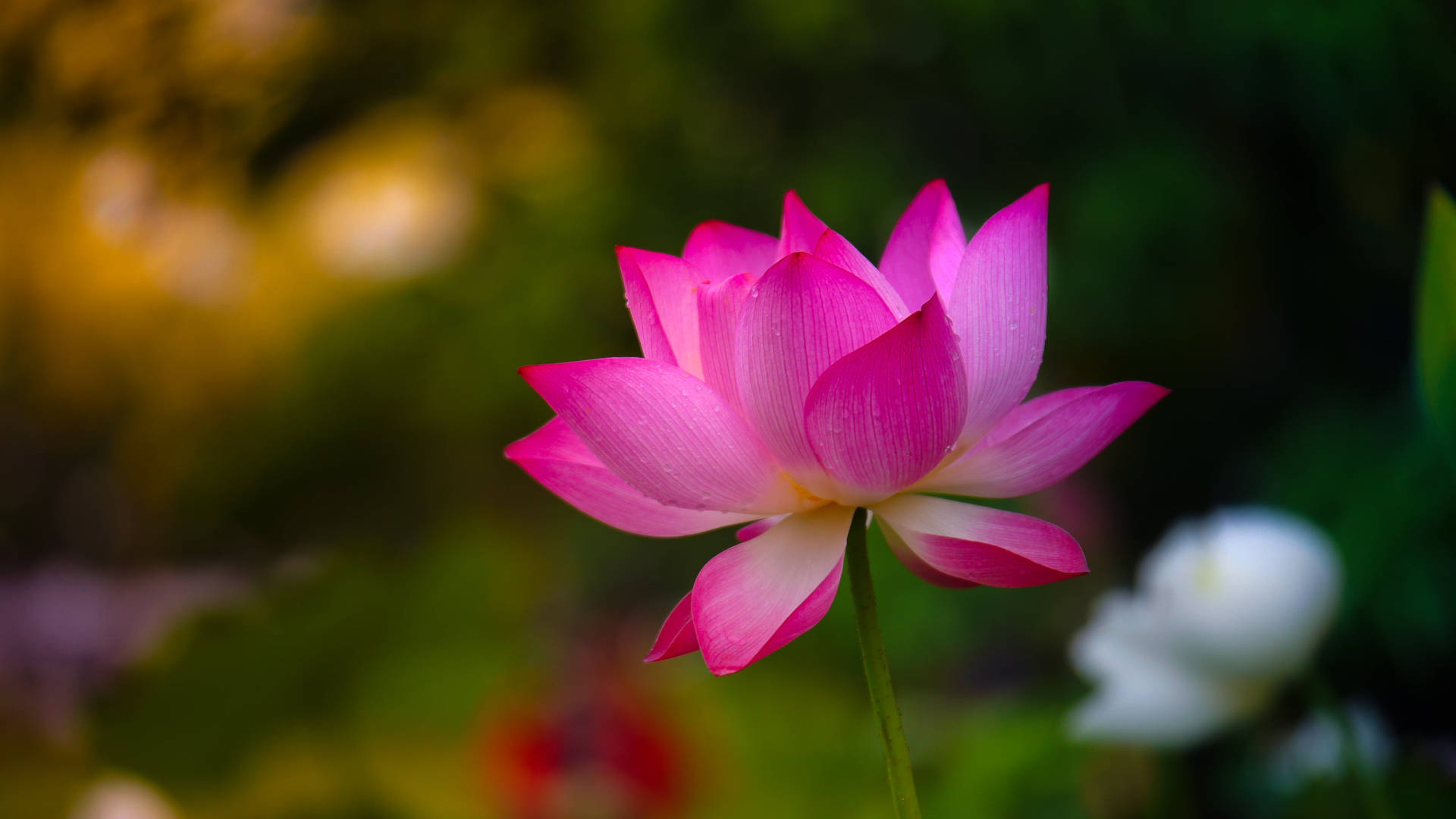 Pink Petals Of Lotus Flower Pc Wallpaper