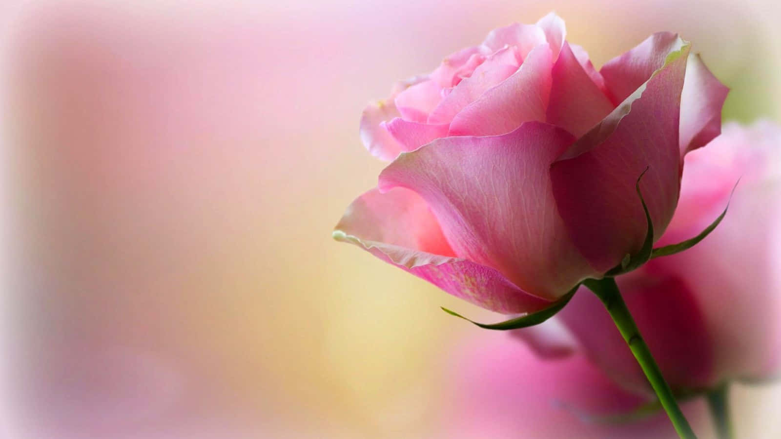 Pink Rose Cute Pc Wallpaper