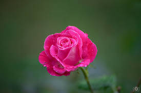 Pink Rose On Blurred Green Field Wallpaper