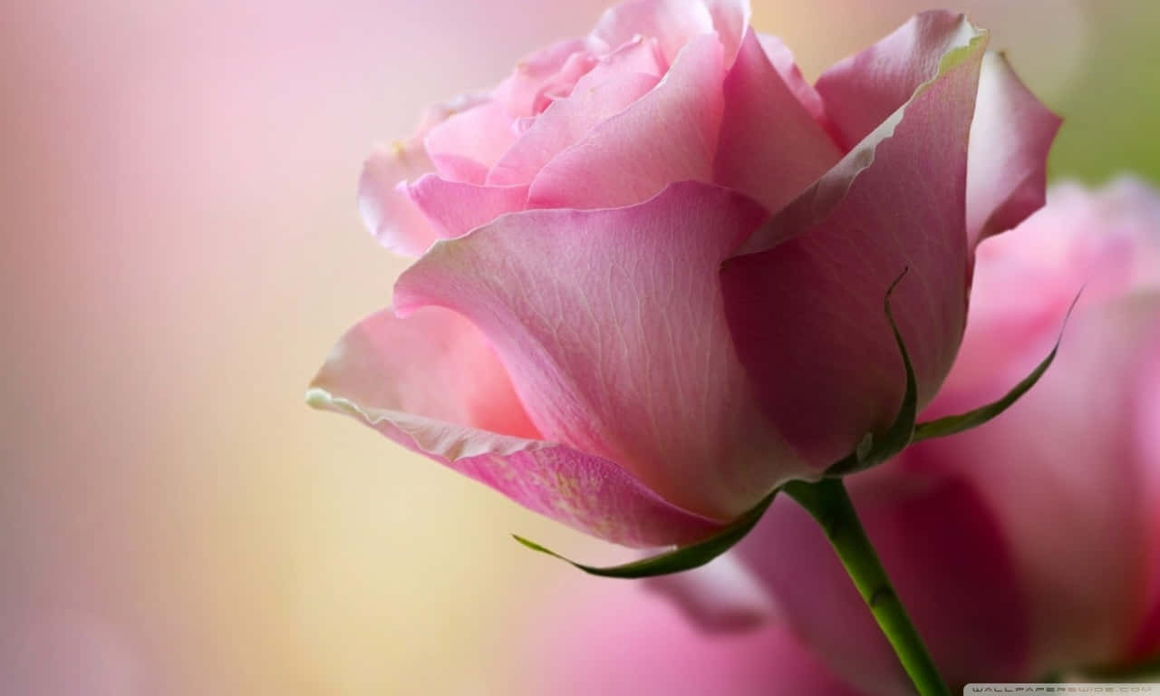 Pink Rose Wallpapers Hd Wallpaper