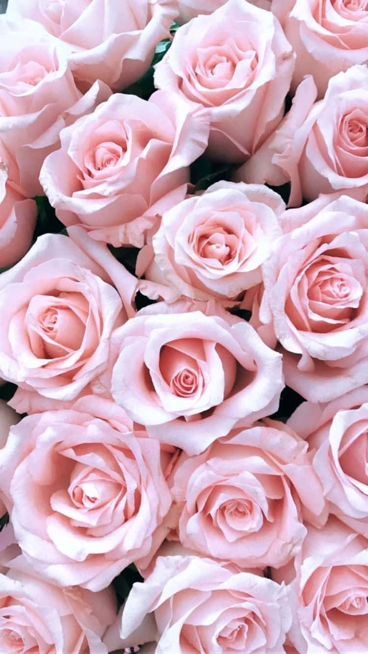 Pink Roses In A Bouquet Wallpaper