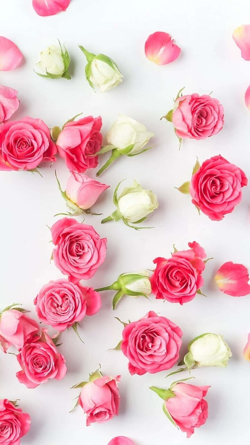 Pink Roses On A White Background Wallpaper