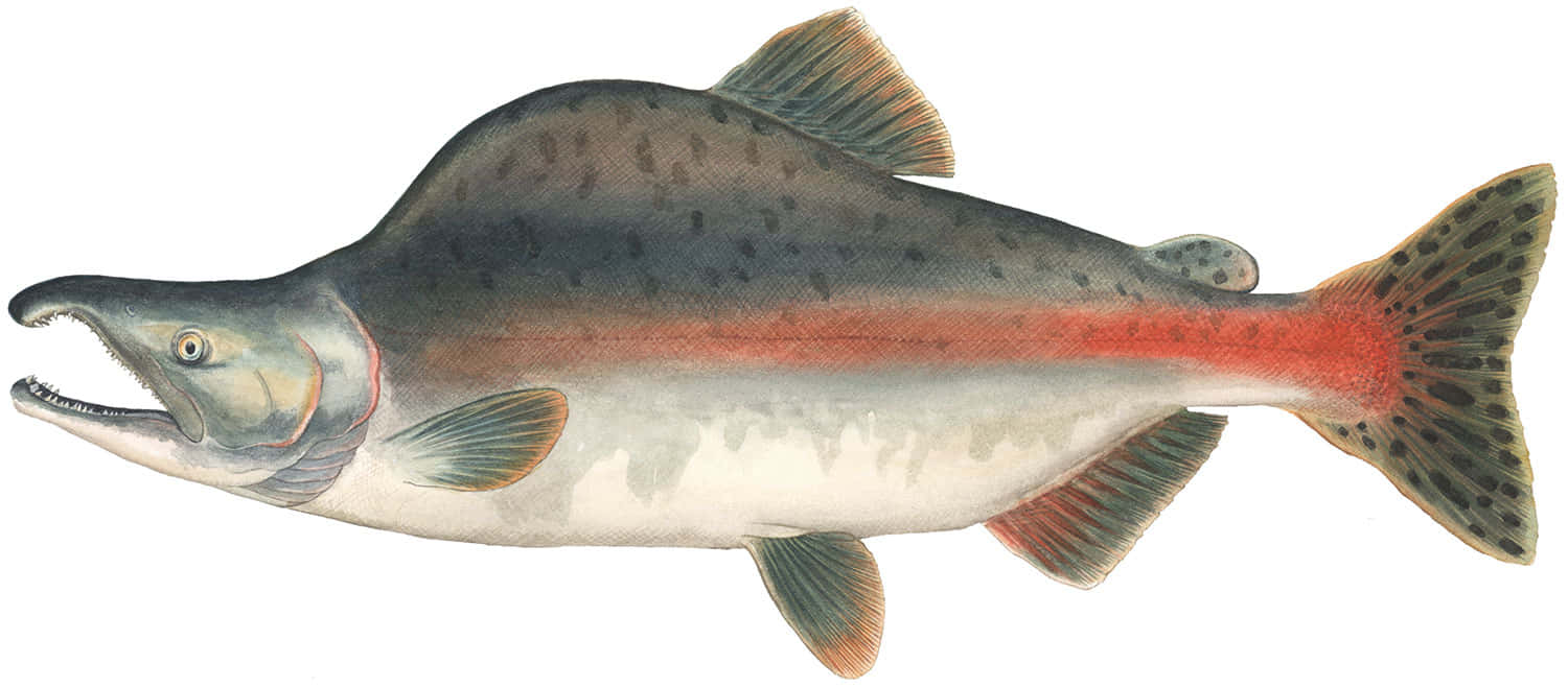 Pink Salmon Illustration Wallpaper