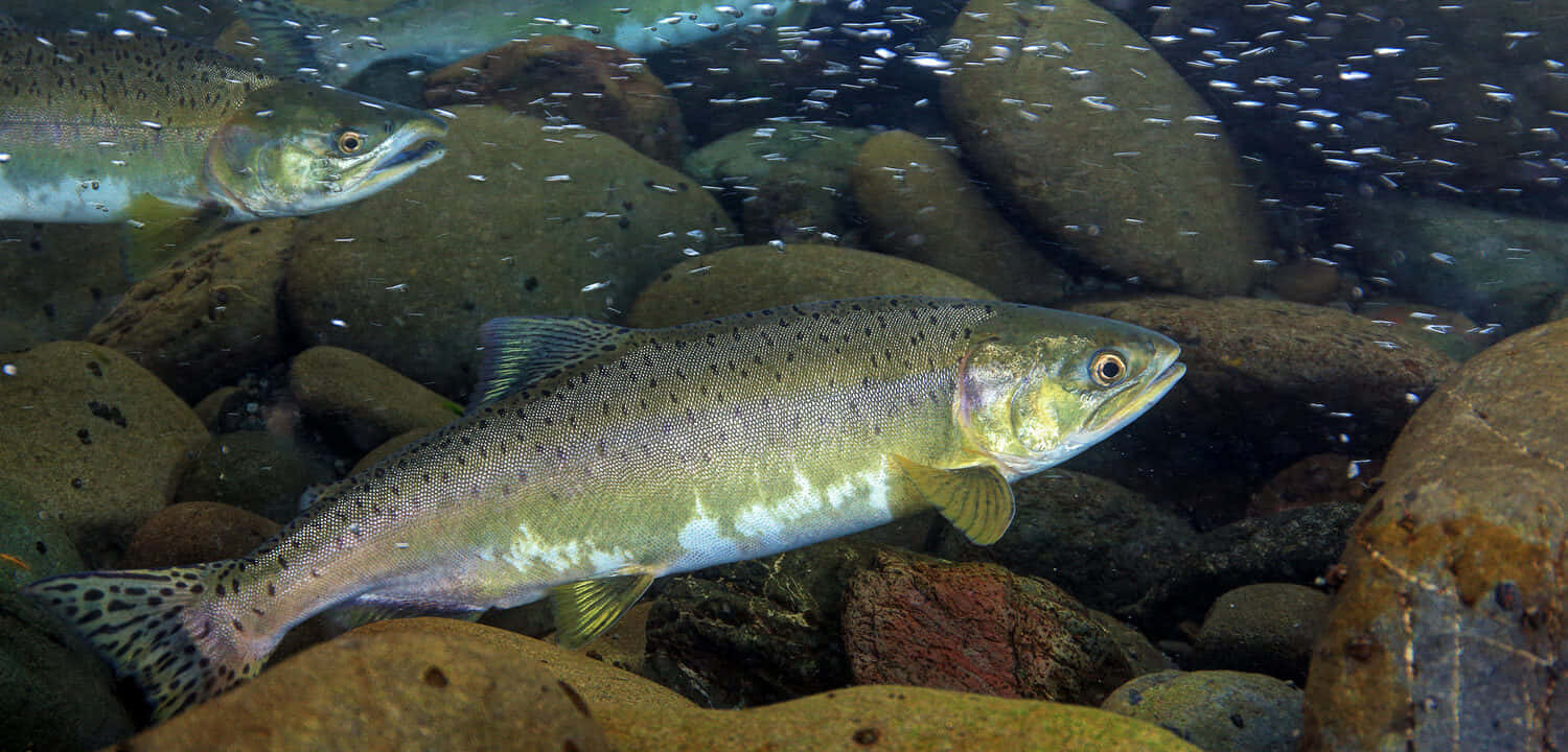 Pink Salmon Underwater Scene Wallpaper