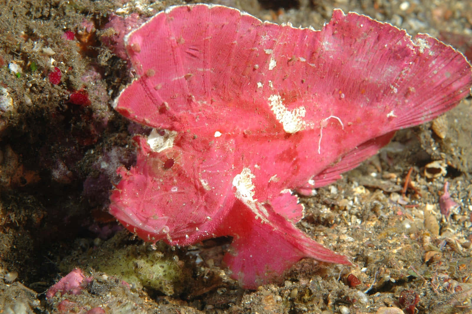 Pink Scorpionfish Camouflage.jpg Wallpaper