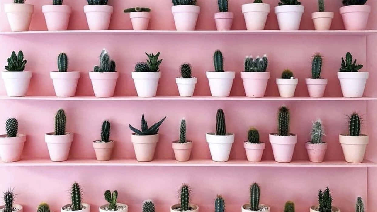 Pink Shelved Cactus Collection Wallpaper