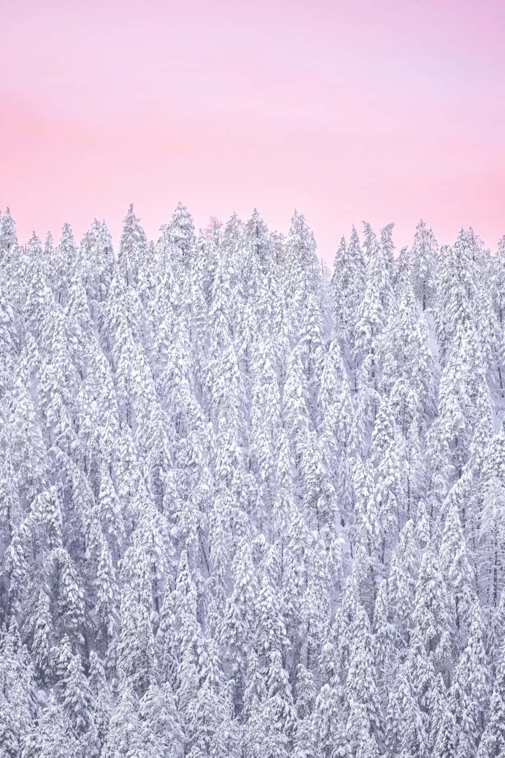 Pink Sky Snow Covered Forest Wallpaper