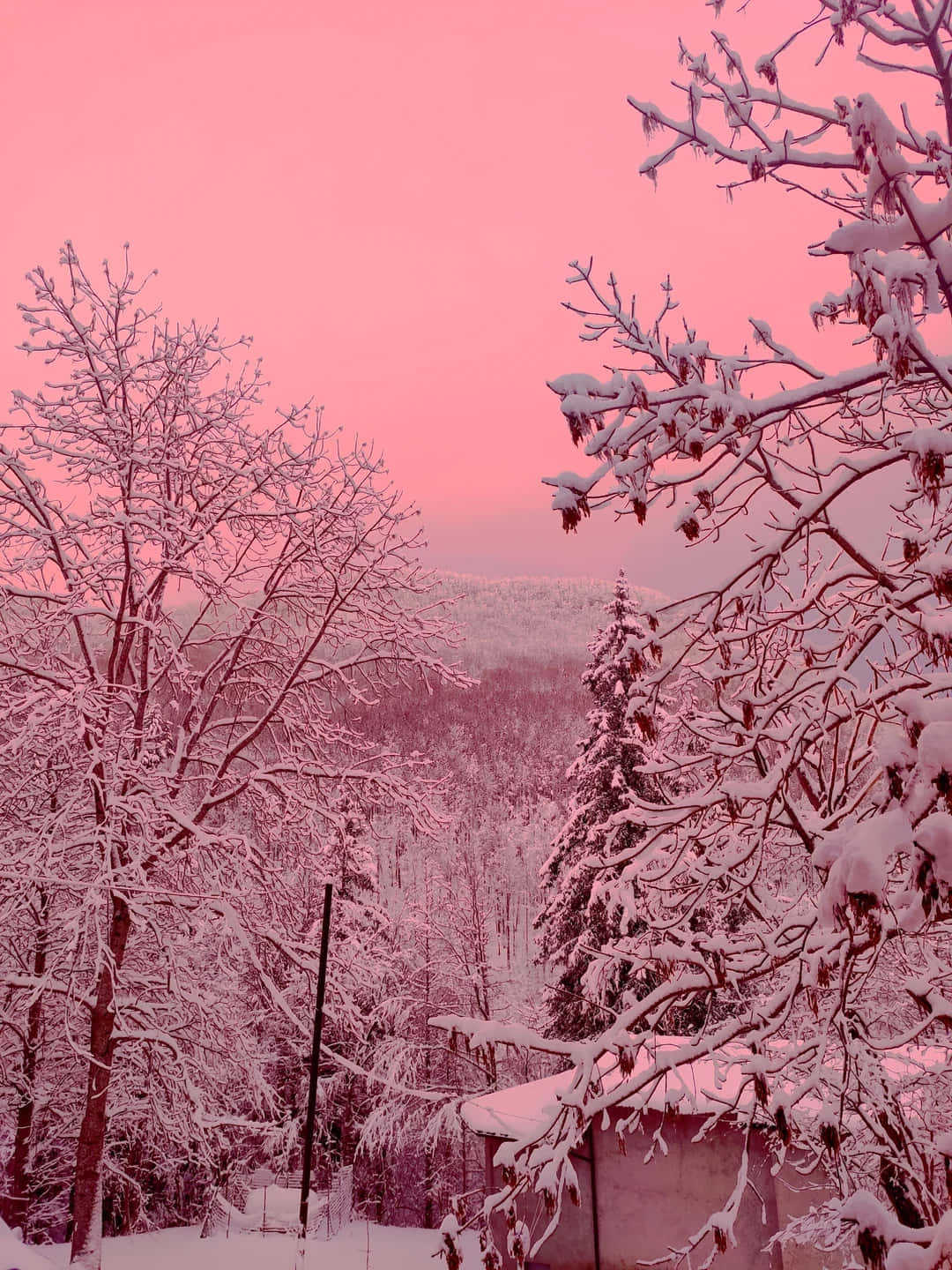 Pink Snowy Winter Landscape Wallpaper