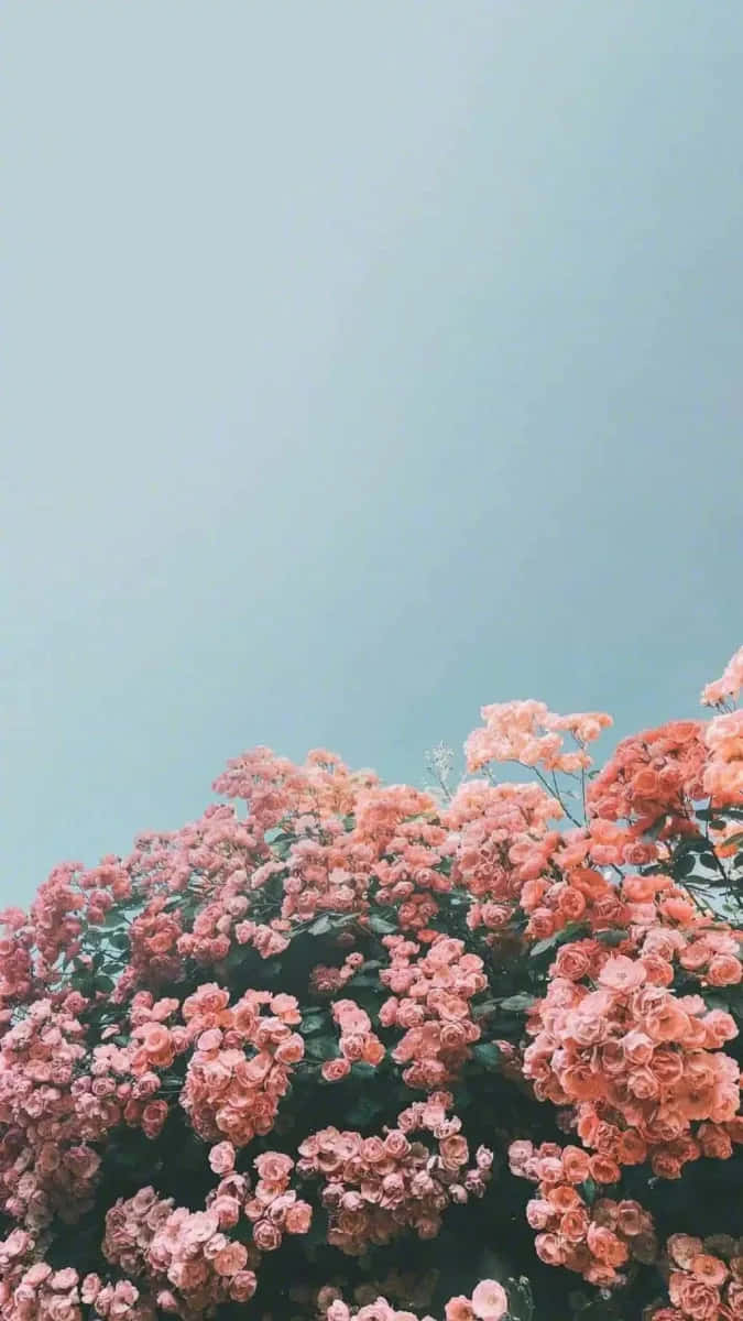 Pink Summer Blooms Sky Gradient Wallpaper