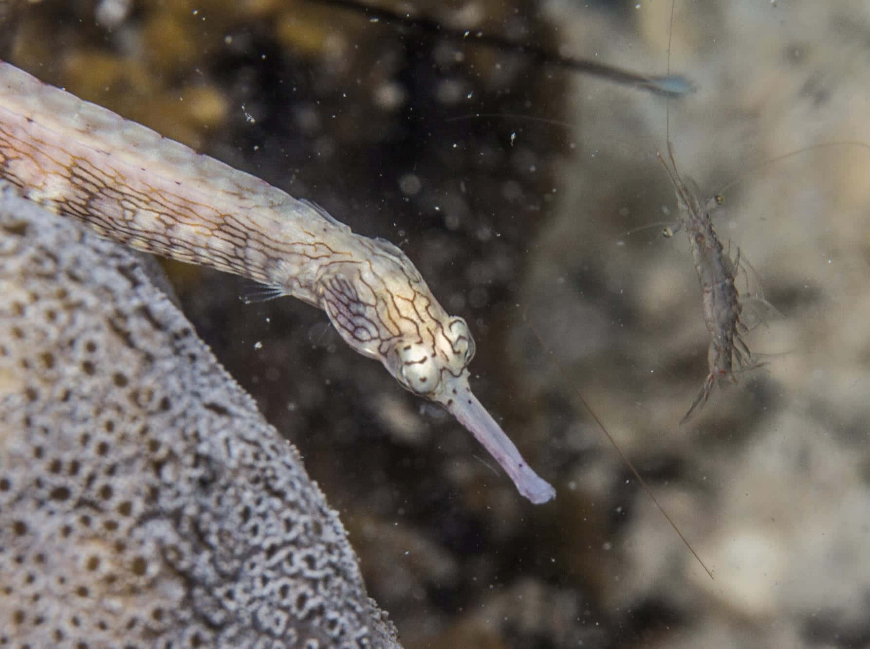 Pipefish Camouflaged Underwater Wallpaper