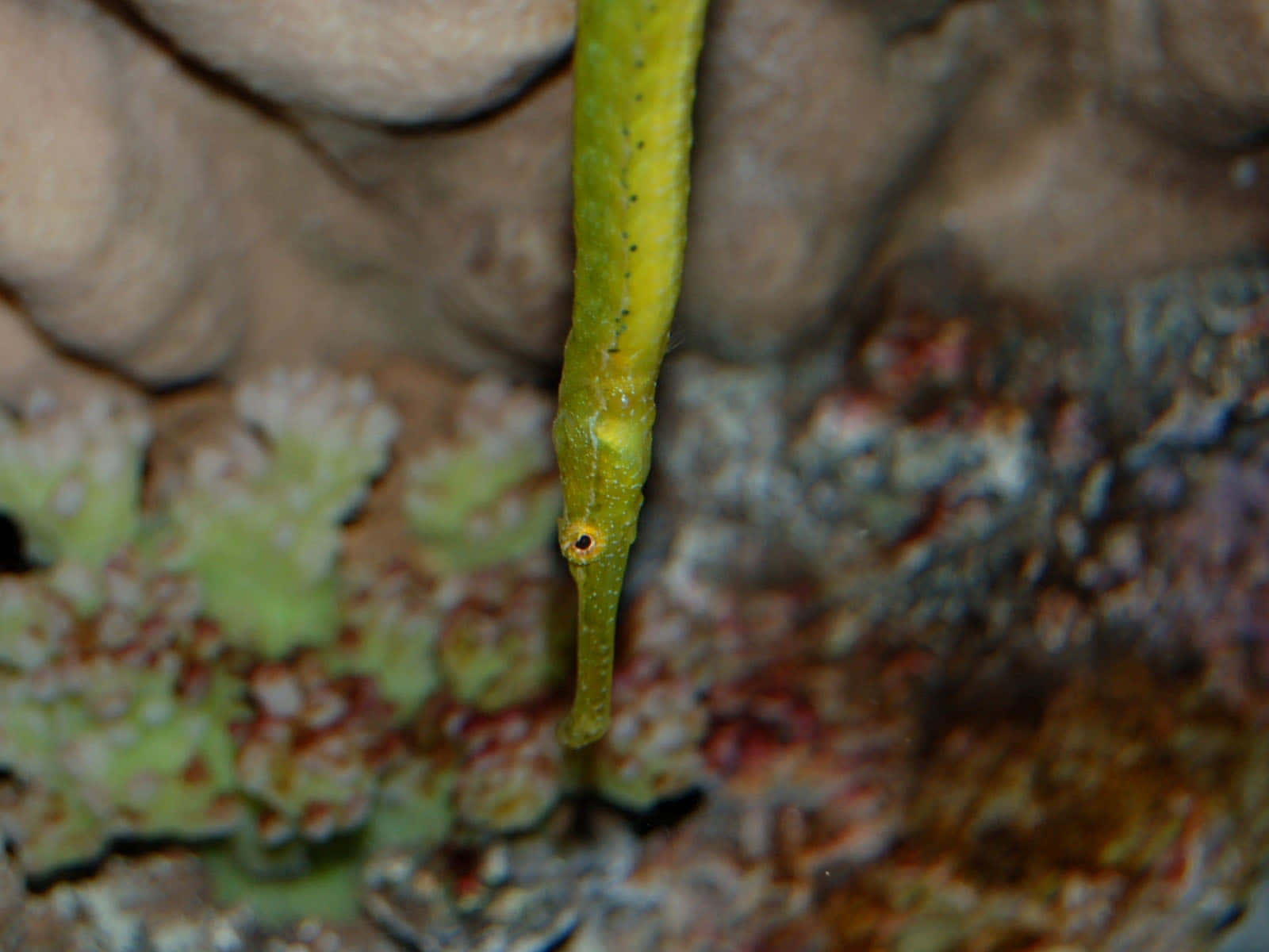 Pipefish Swimming Through Coral Kingdom Wallpaper