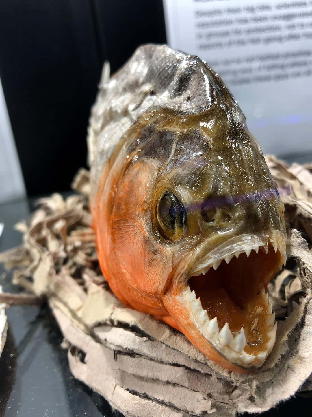 Piranha Specimen Display Wallpaper