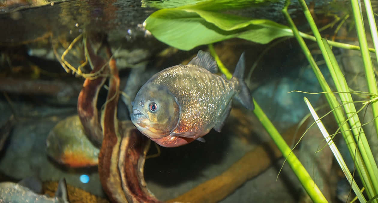 Piranha Swimming Among Aquatic Plants Wallpaper