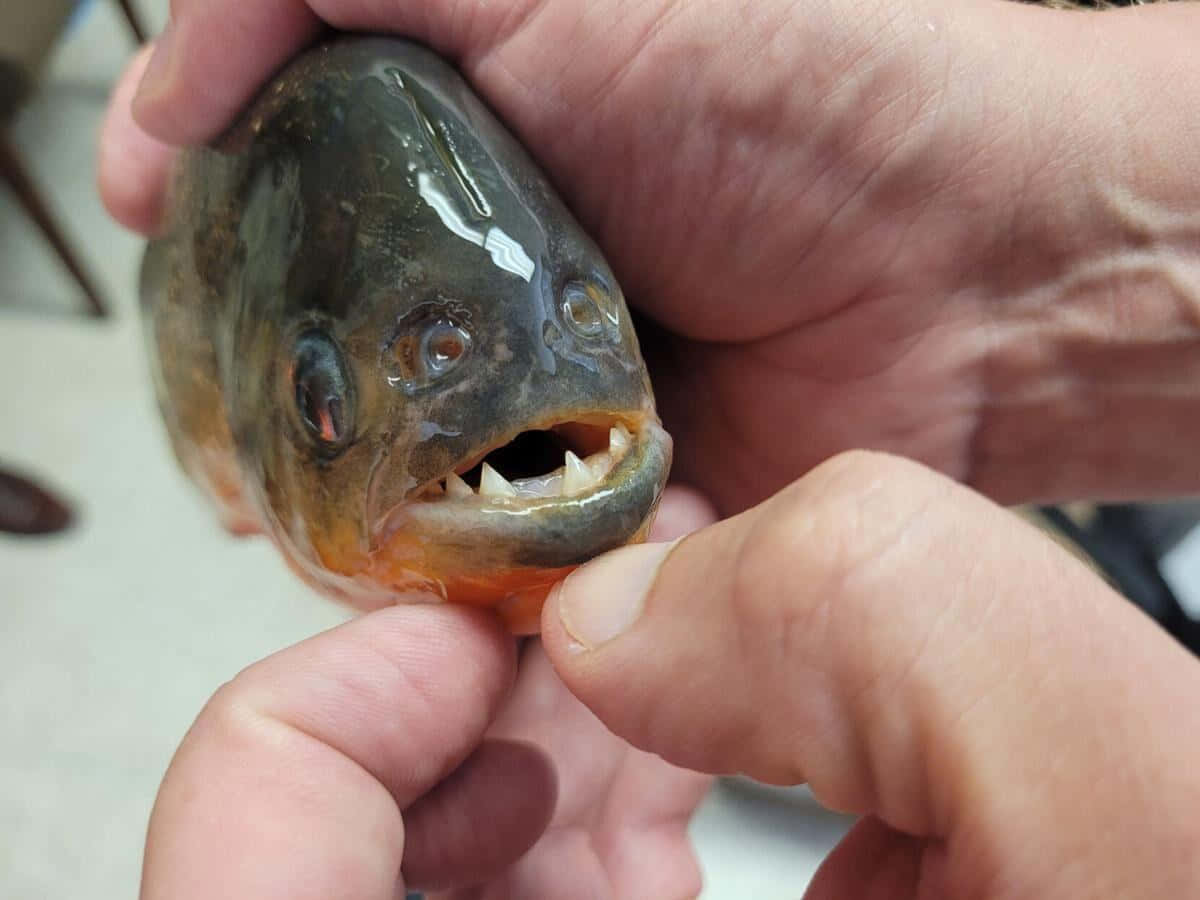 Piranha Teeth Up Close.jpg Wallpaper