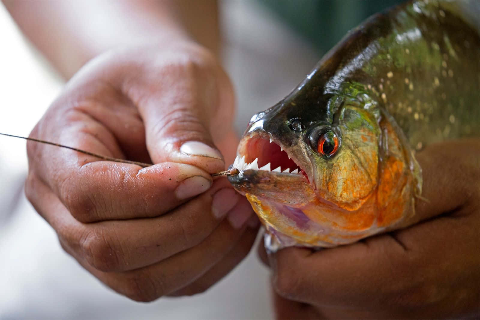 Piranha Teeth Up Close Wallpaper