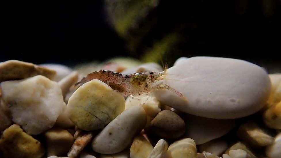 Pistol Shrimp Camouflaged Among Pebbles Wallpaper