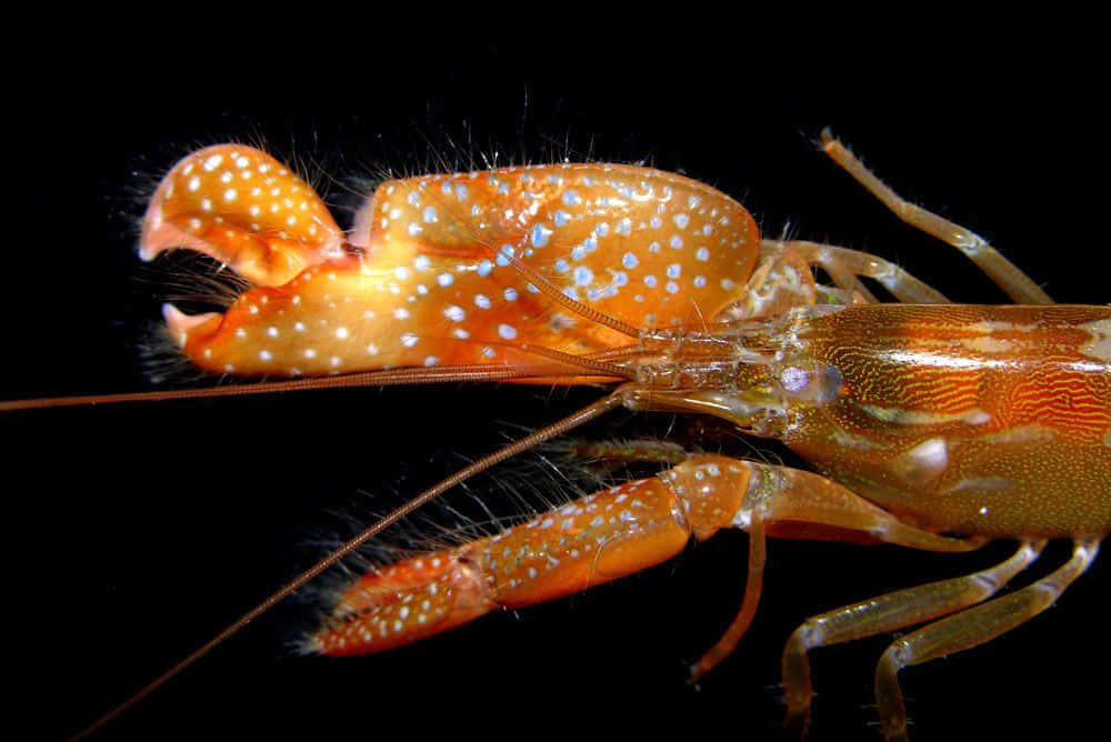 Pistol Shrimp Displaying Claw Wallpaper