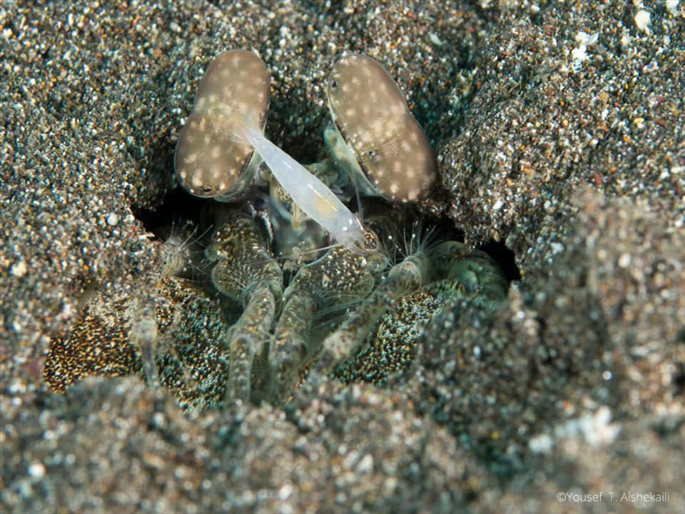 Pistol Shrimp In Sandy Burrow Wallpaper