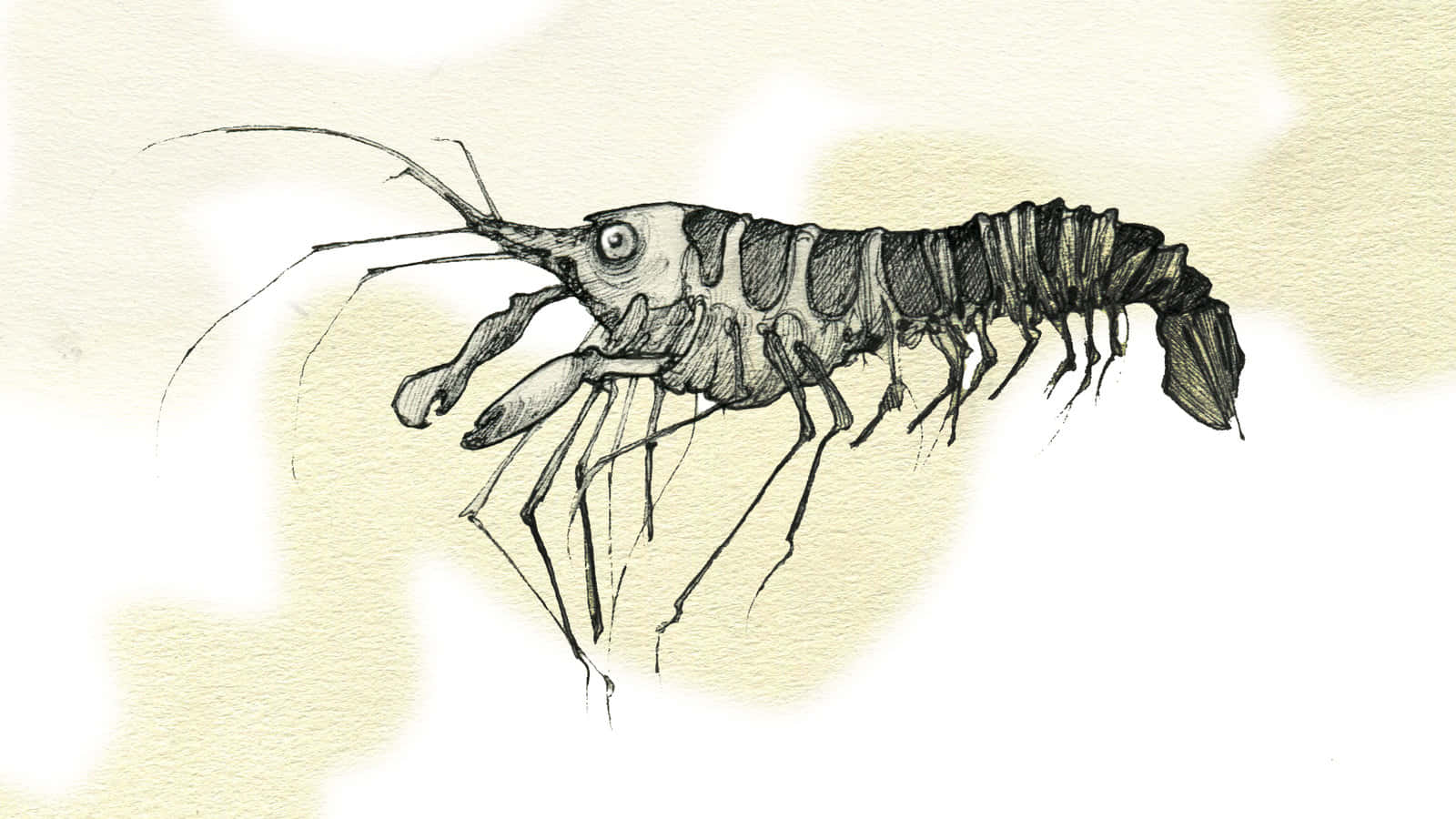 Pistol Shrimp Sketch Wallpaper