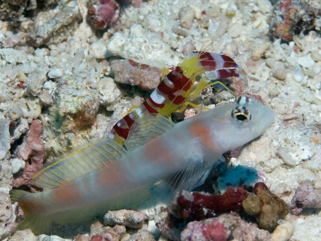 Pistol Shrimp With Goby Fish Wallpaper