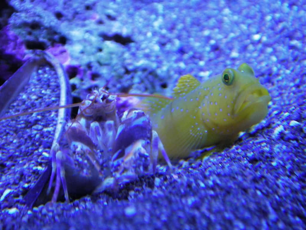 Pistol Shrimp With Goby Fish Wallpaper