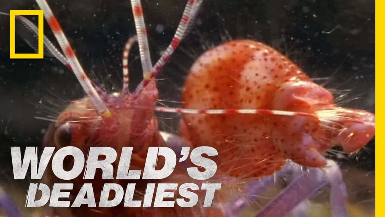 Pistol Shrimp Worlds Deadliest Wallpaper