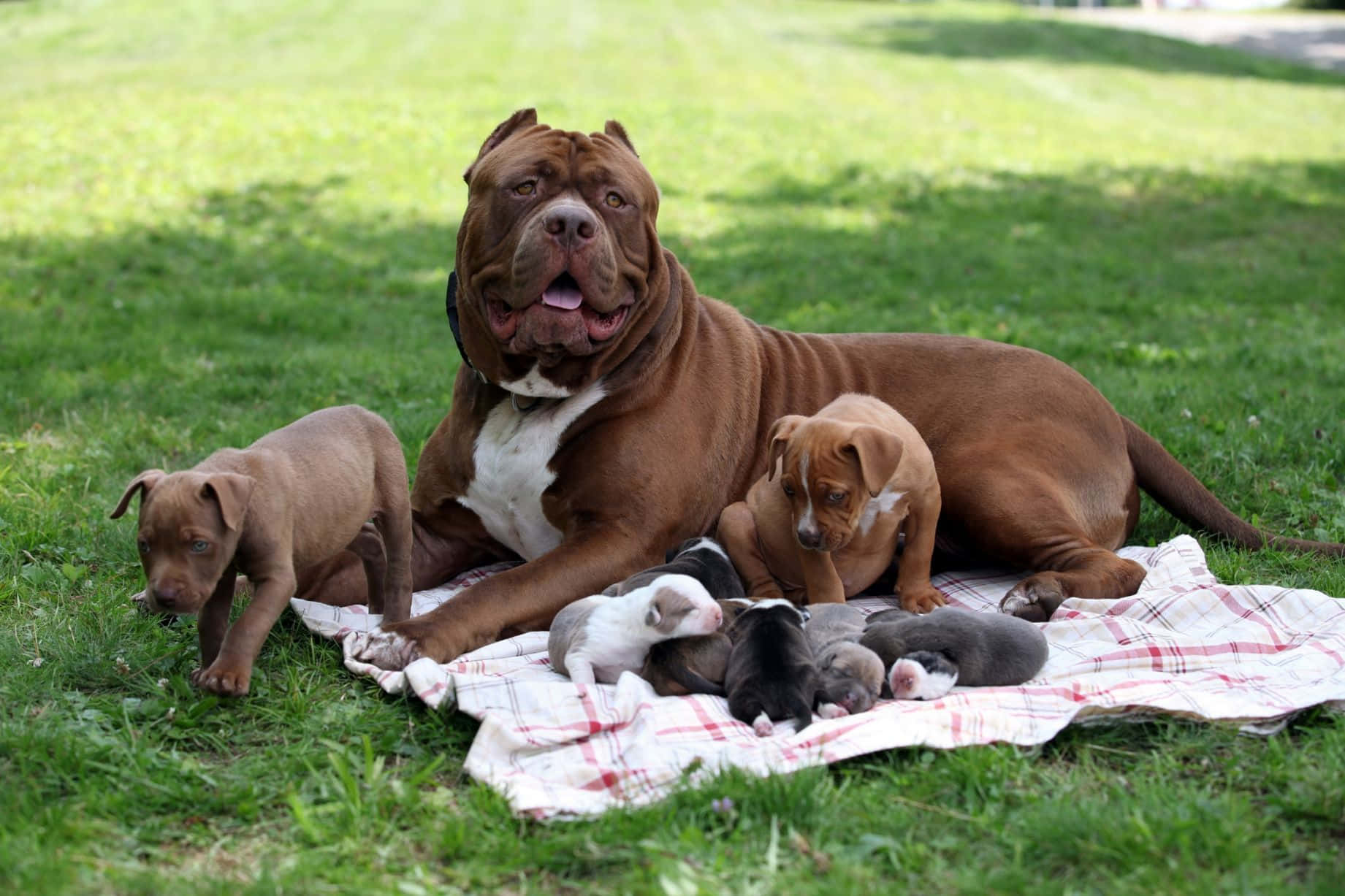 Pitbull Dog Puppies On The Ground Wallpaper