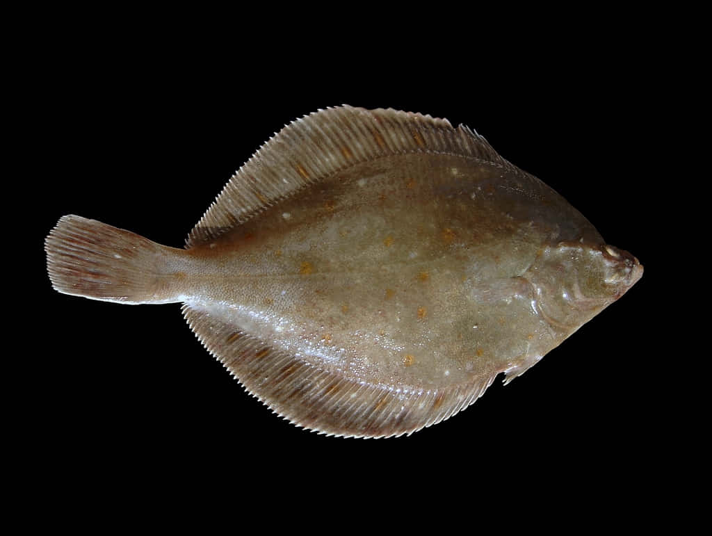 Plaice Fish Black Background Wallpaper