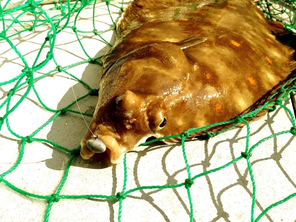 Plaice Fish Caughtin Green Net.jpg Wallpaper