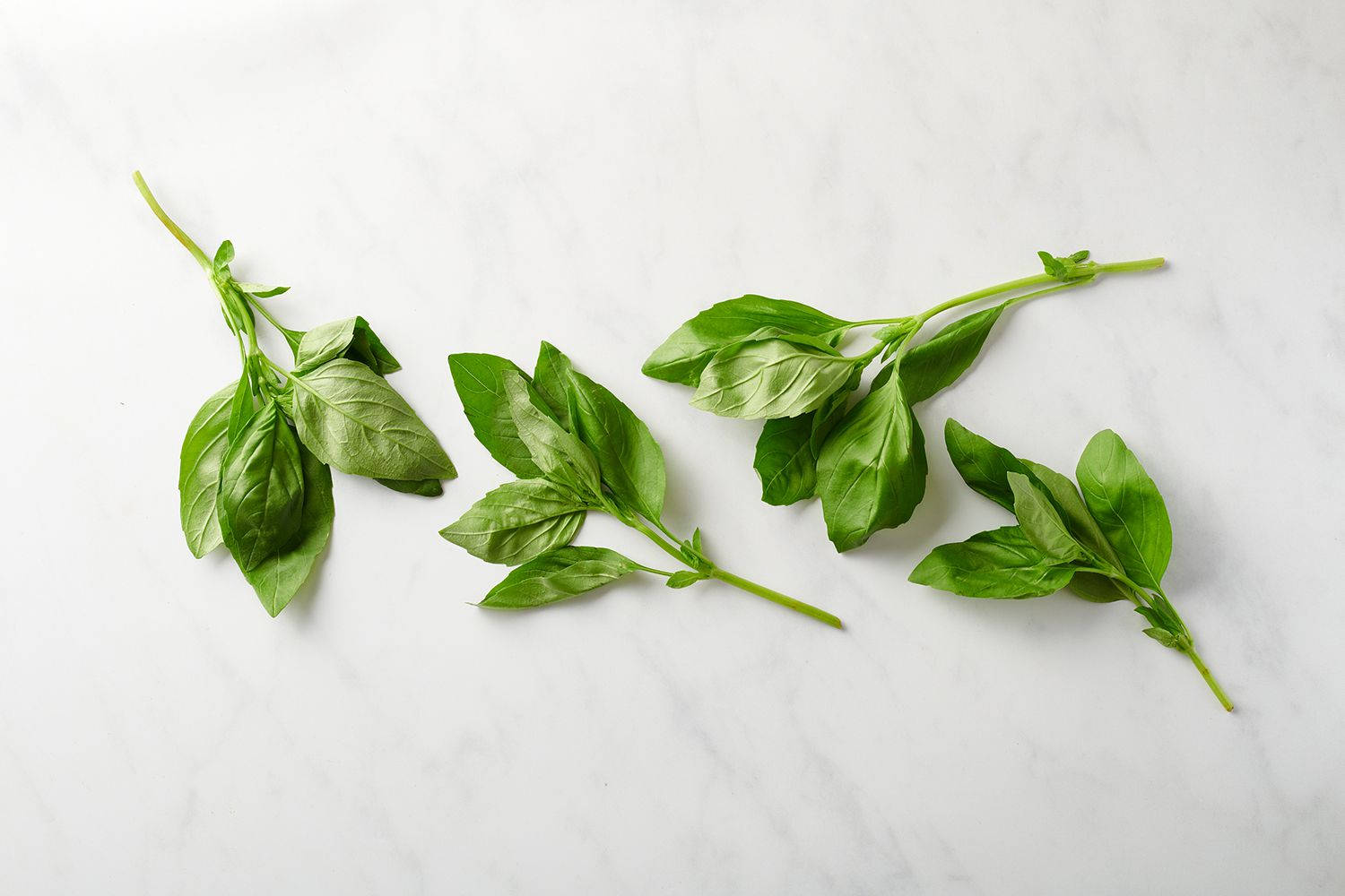 Plain Dried Basil Herbs Top View Wallpaper