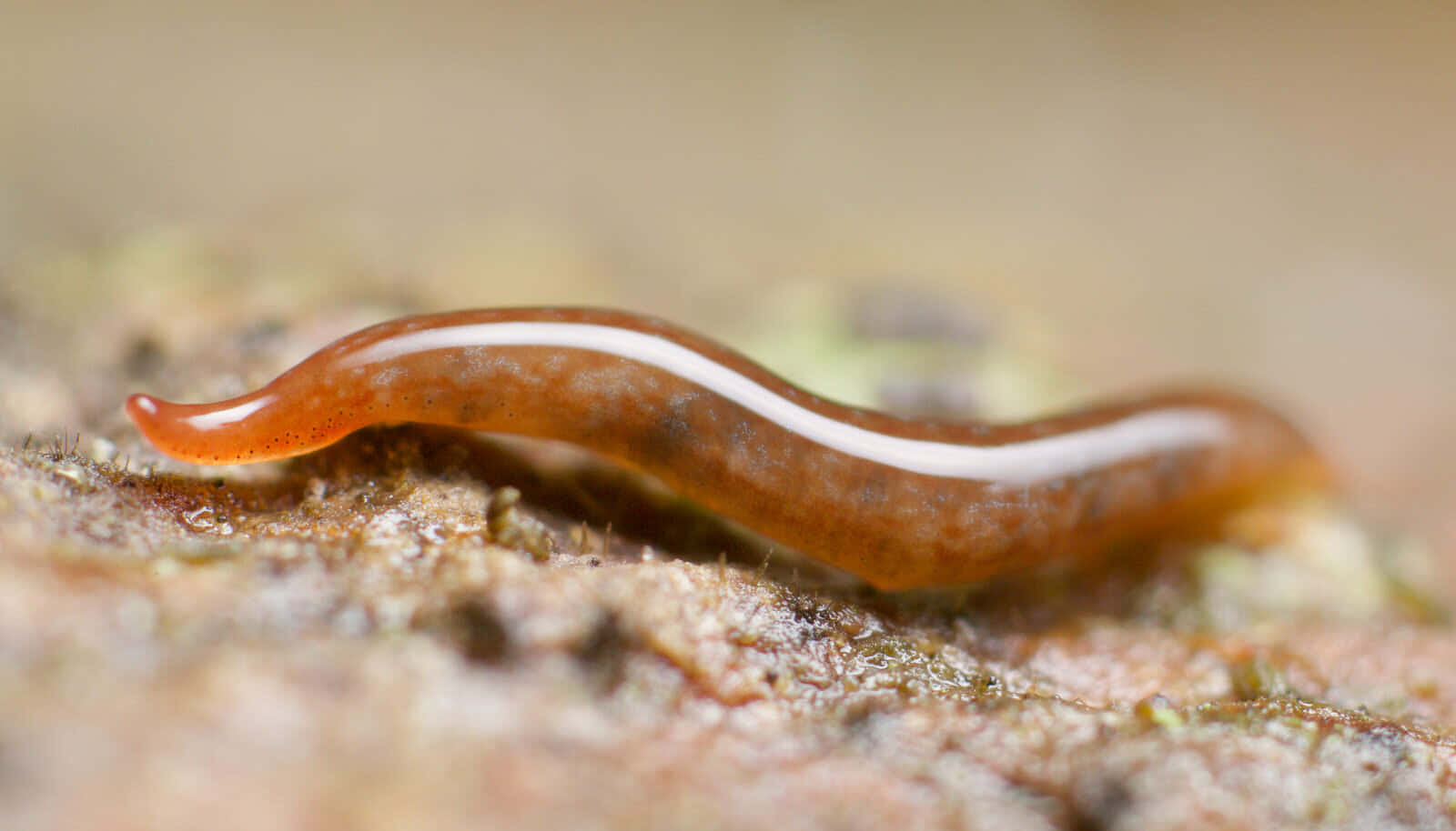 Planarian Flatworm Closeup.jpg Wallpaper