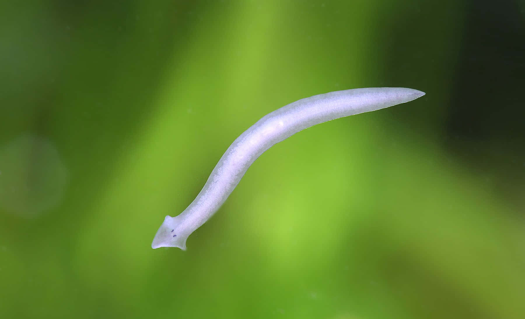 Planarian Flatwormon Green Background Wallpaper