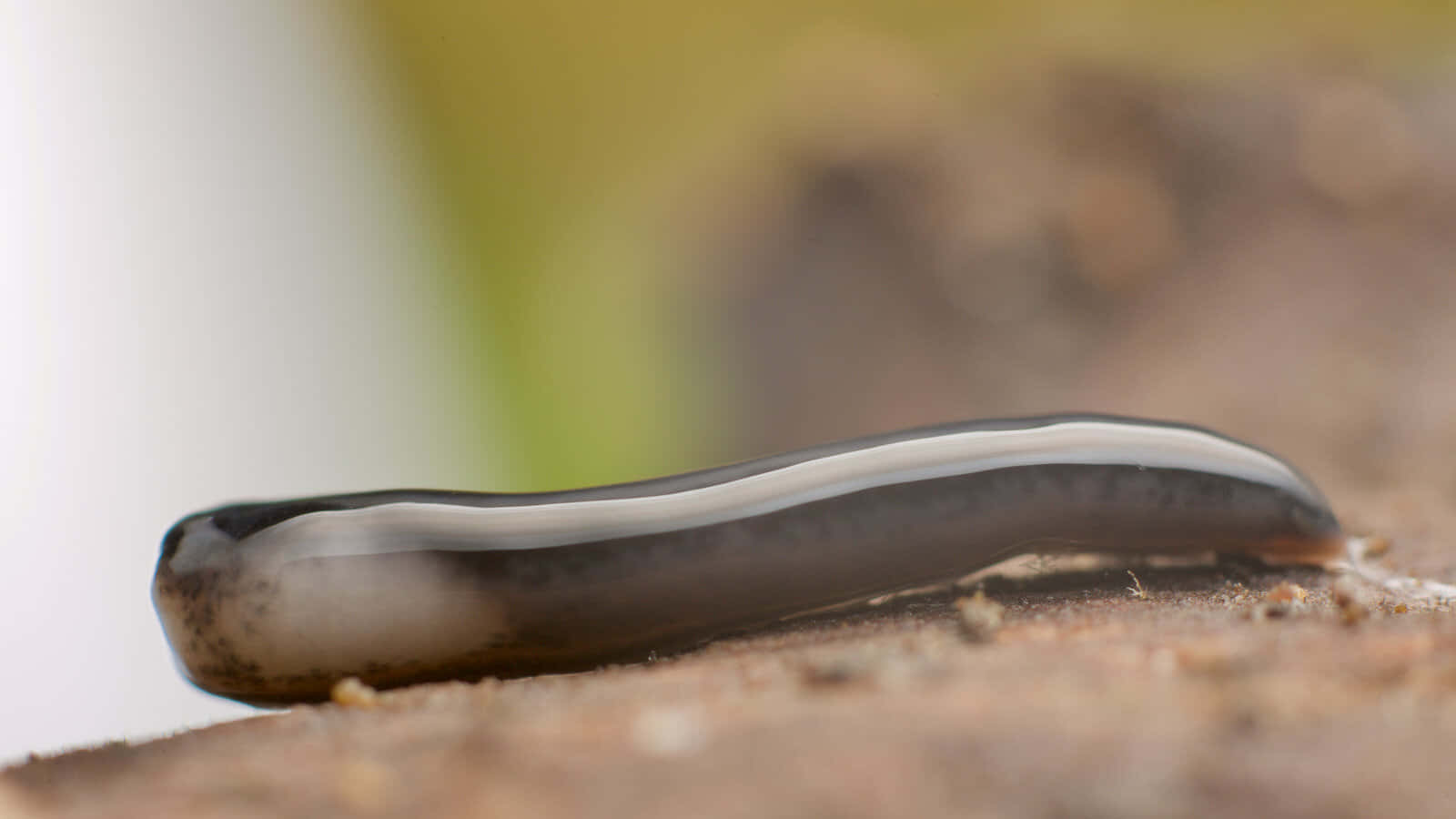 Planarian Worm Close Up Wallpaper