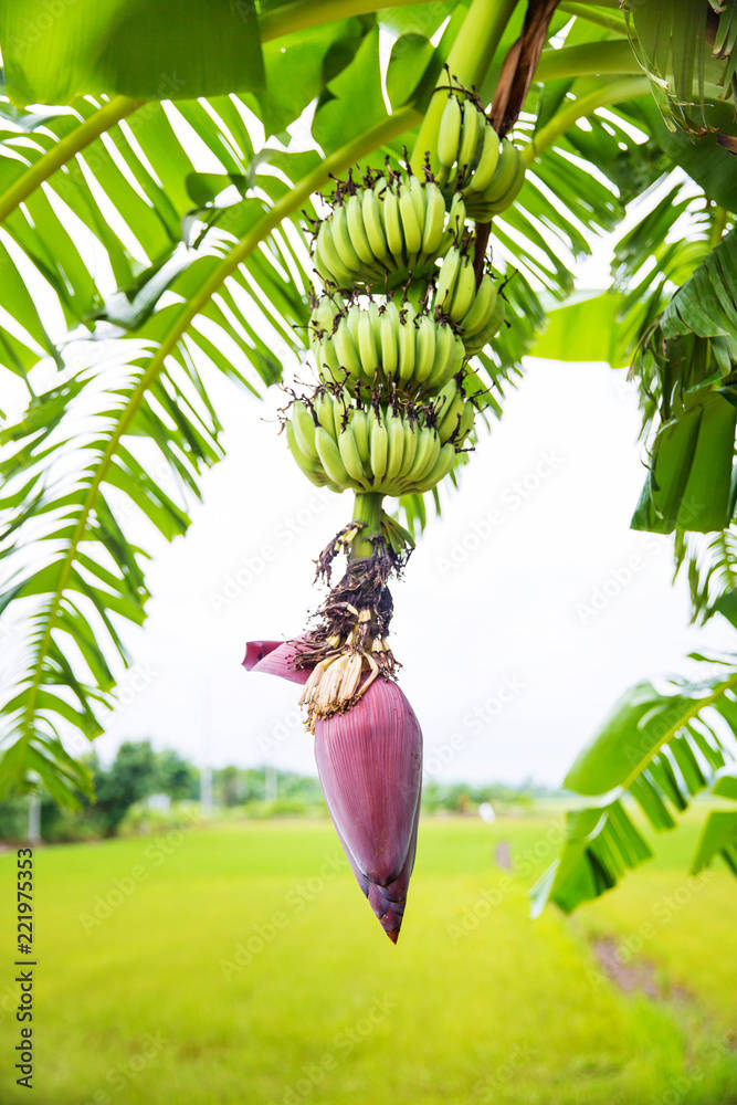 Plantain Blossom Flower Wallpaper