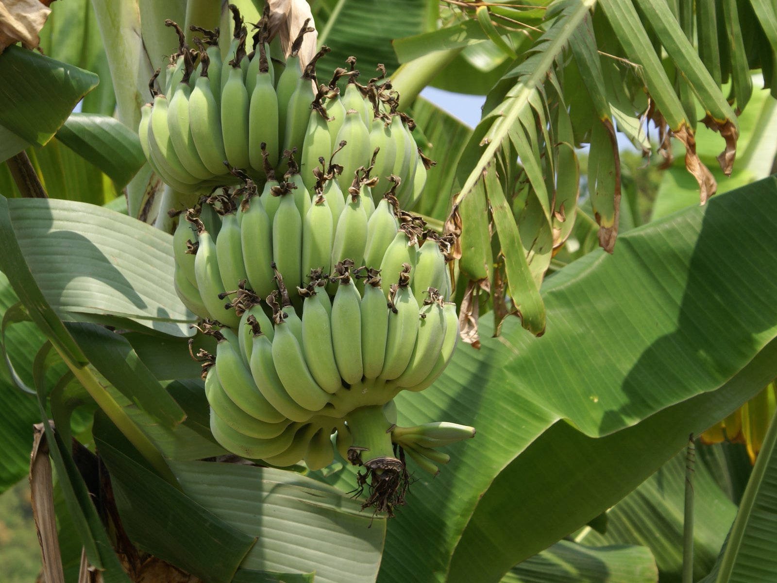 Plantain Herb Sunlight Wallpaper