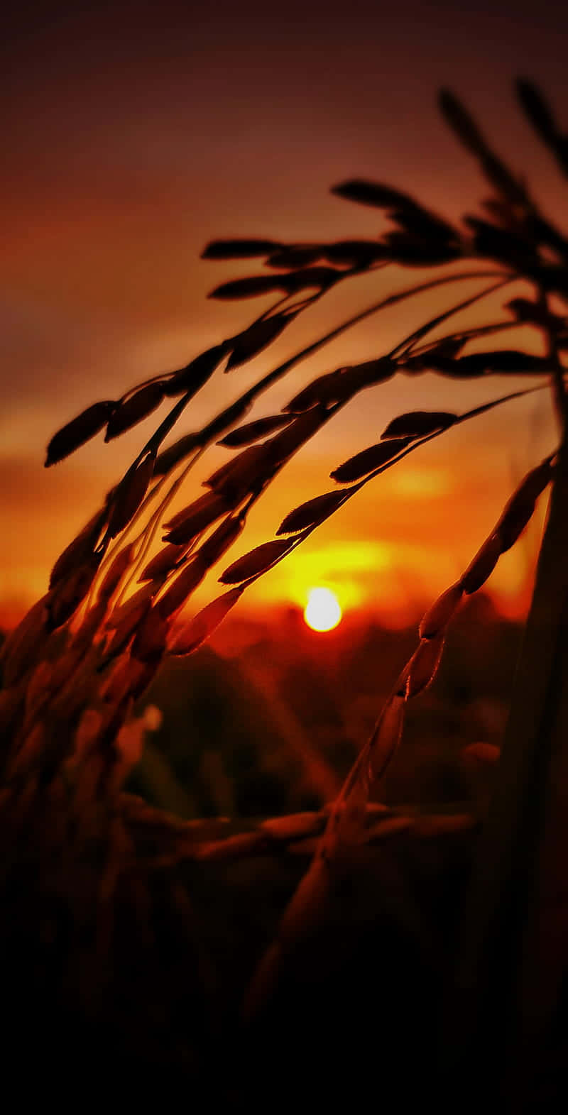 Planting A Future In Farming Wallpaper