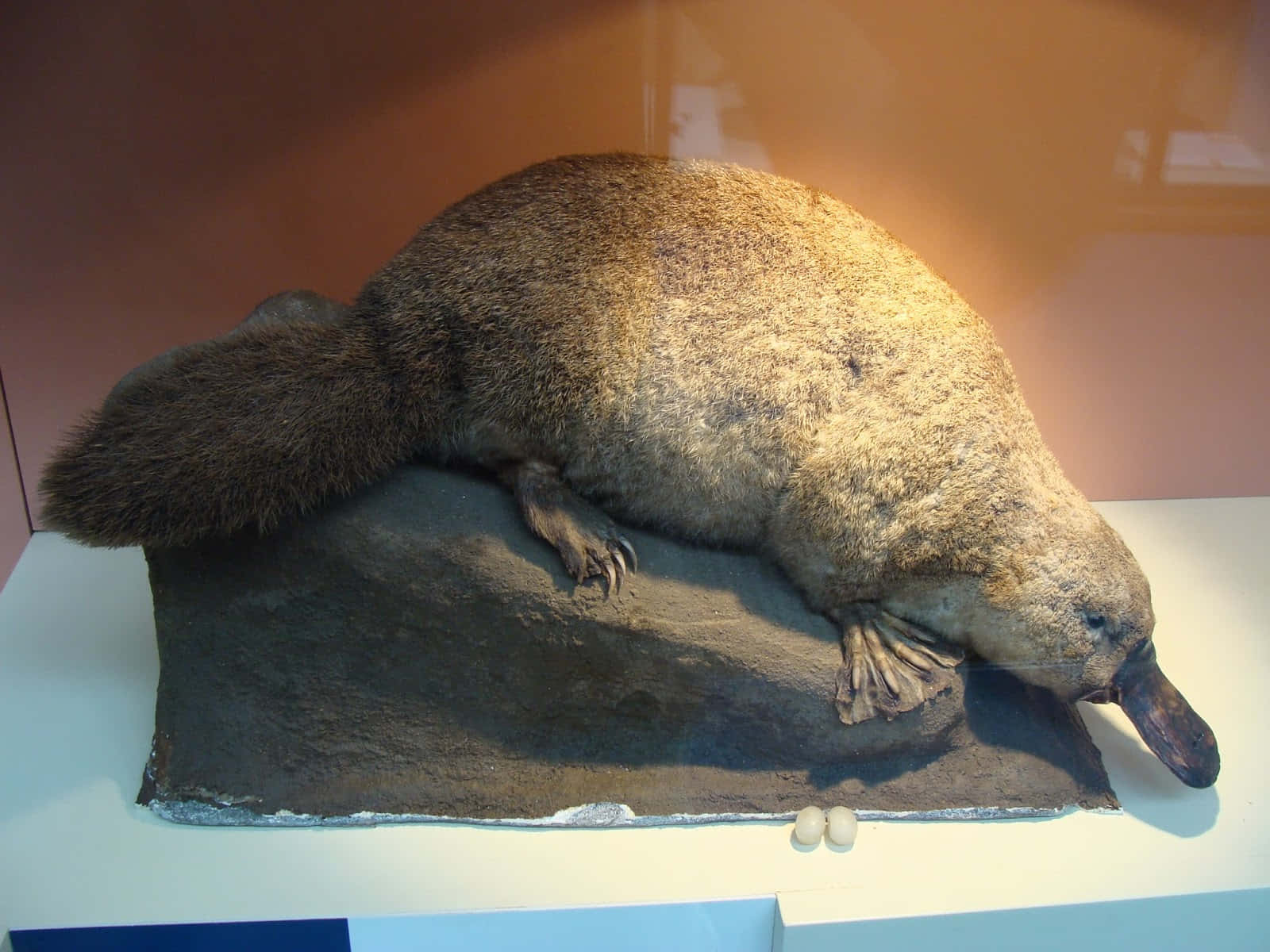 Platypus Exhibit Taxidermy Wallpaper