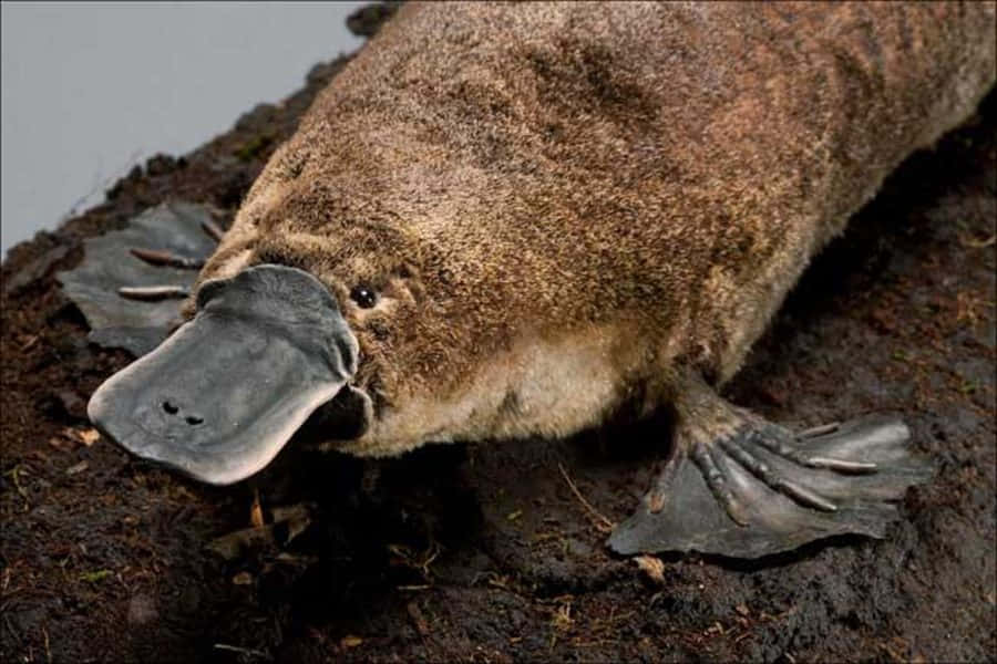 Platypus On Bank.jpg Wallpaper