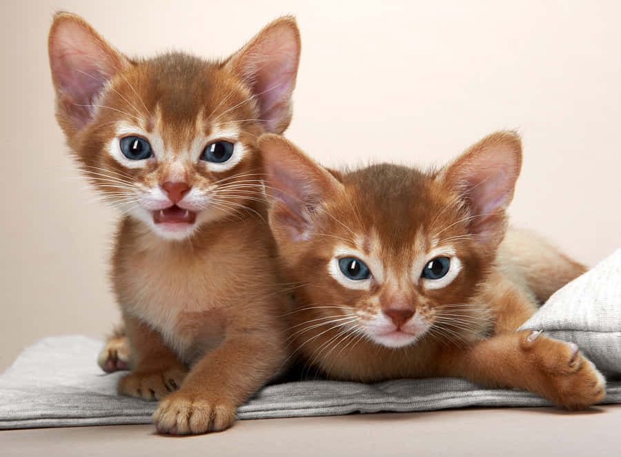 Playful Abyssinian Cat On A Bed Wallpaper