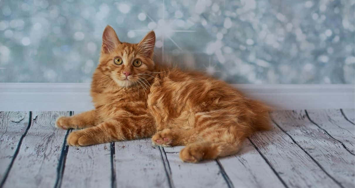 Playful American Bobtail Lounging In The Sunshine Wallpaper