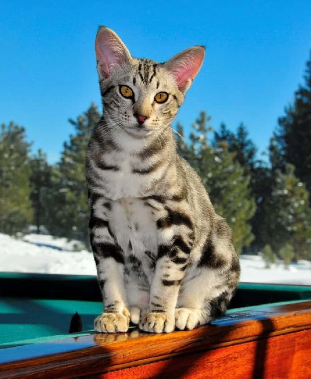 Playful And Alert Ocicat Resting On A Tree Branch Wallpaper