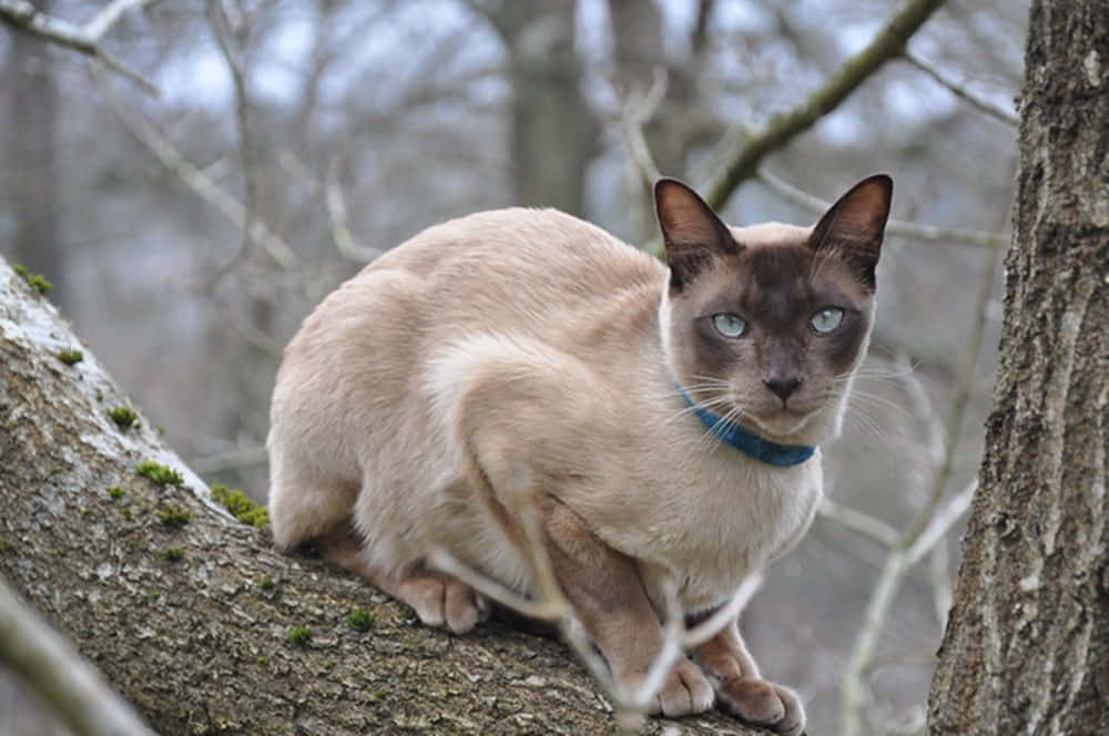 Playful And Curious Tonkinese Cat Gazing Into The Camera Wallpaper