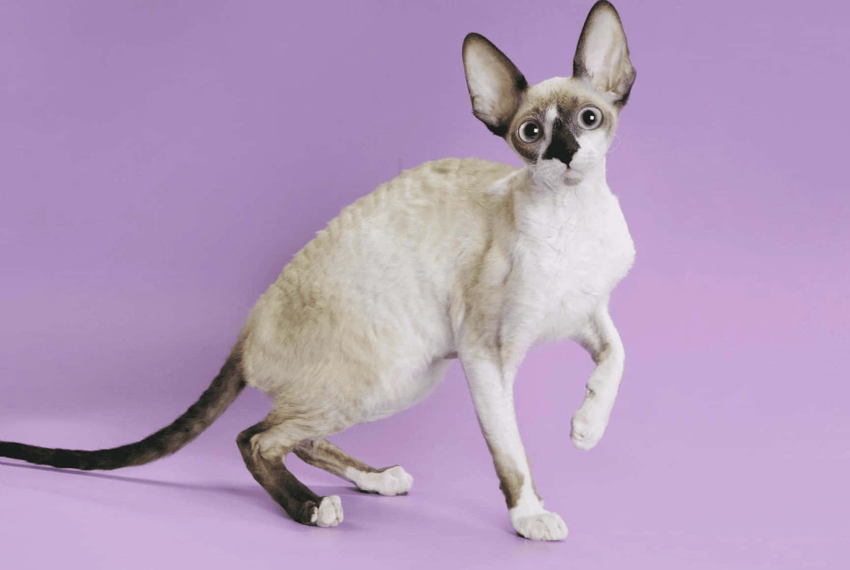 Playful And Energetic Cornish Rex Cat Wallpaper