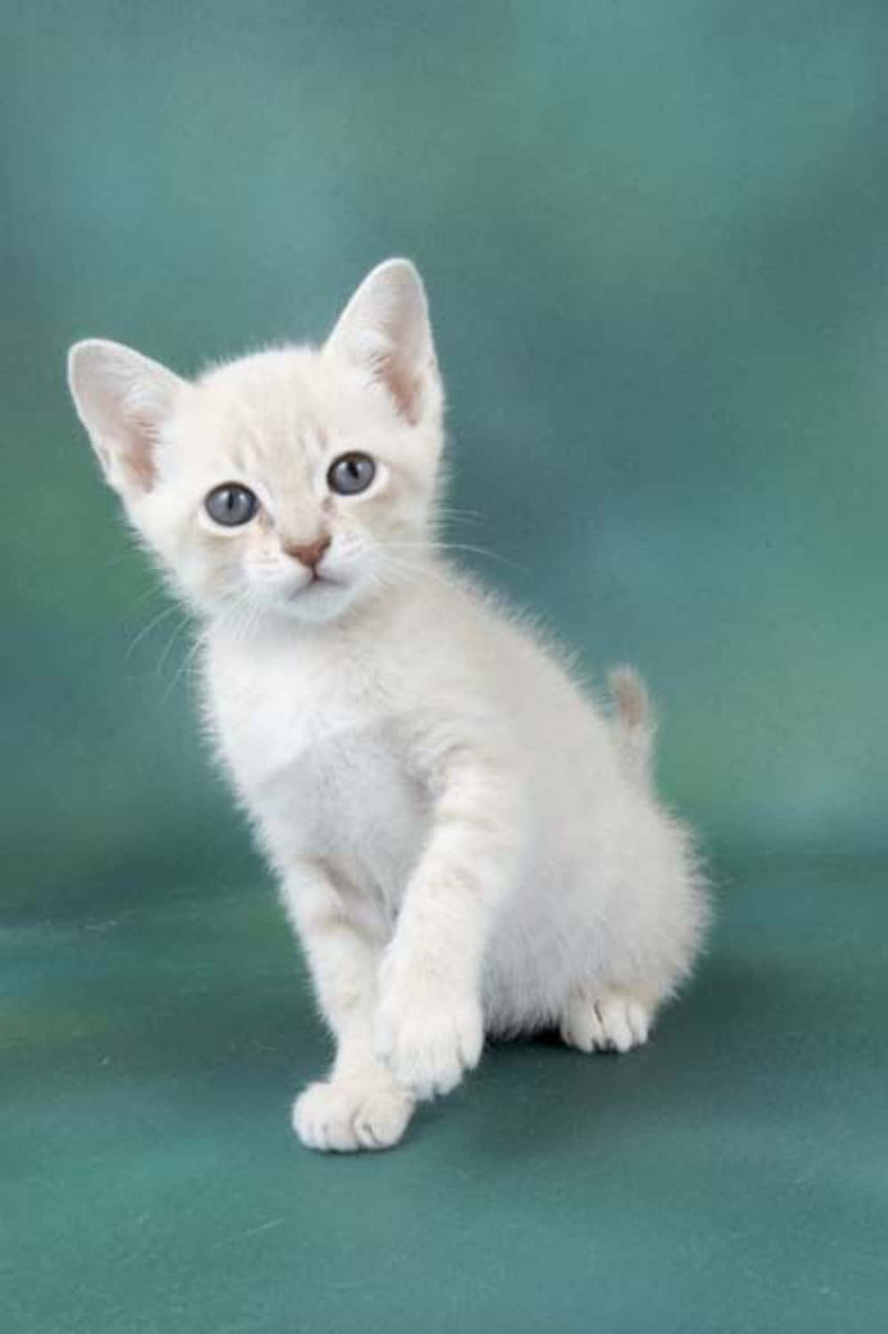 Playful Australian Mist Cat Lounging In The Sunshine Wallpaper