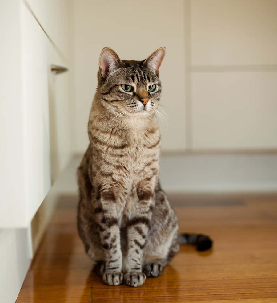 Playful Australian Mist Cat Sitting On A Wooden Bench Wallpaper