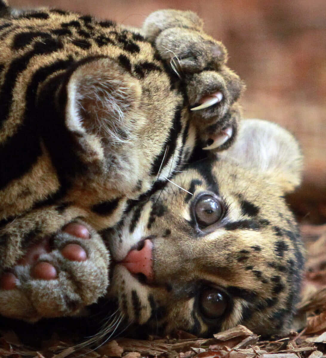 Playful Clouded Leopard Cub Wallpaper