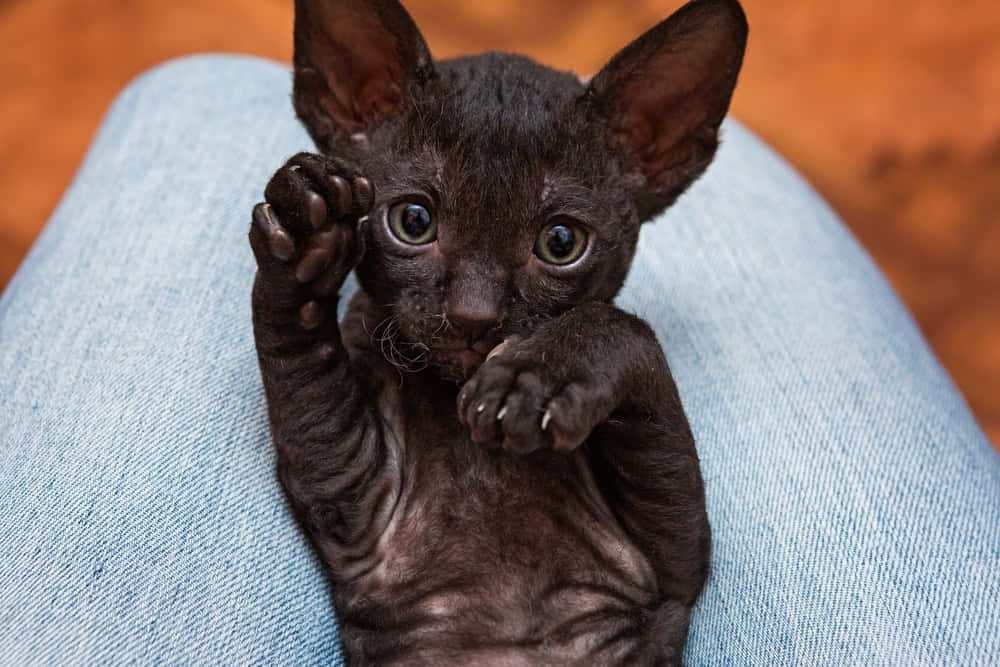 Playful Cornish Rex Cat Lounging On The Couch Wallpaper