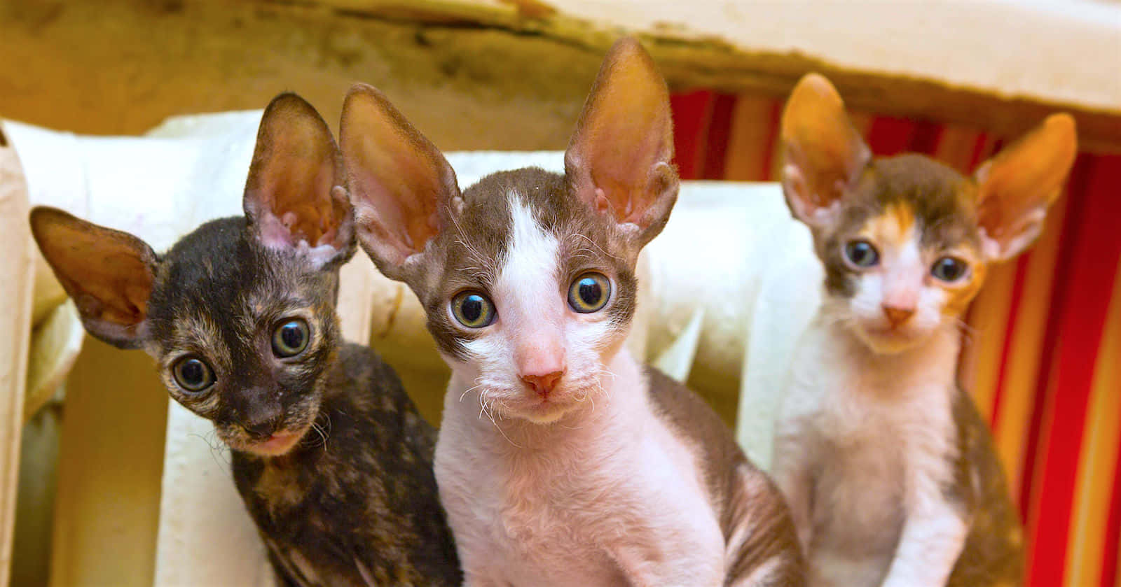 Playful Cornish Rex Cat Relaxing On The Floor Wallpaper