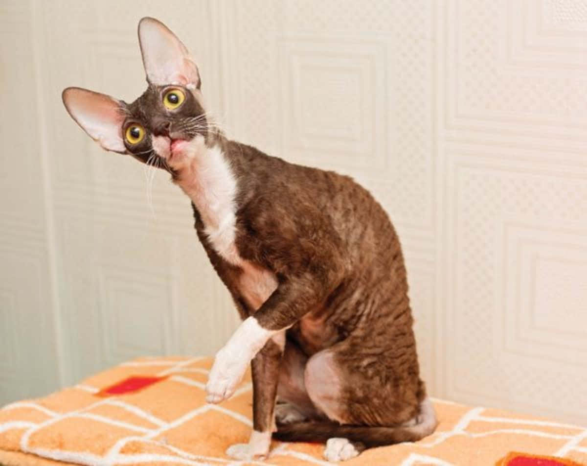 Playful Cornish Rex Cat Resting Comfortably At Home Wallpaper